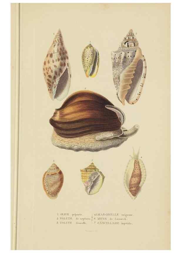 Reproducción/Reproduction 9368450893: Dictionnaire classique des sciences naturelles :. Brussels :Meline, Cans et Ce.,1853.