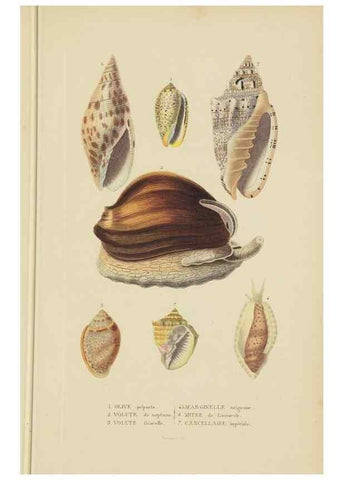 Reproducción/Reproduction 9368450893: Dictionnaire classique des sciences naturelles :. Brussels :Meline, Cans et Ce.,1853.