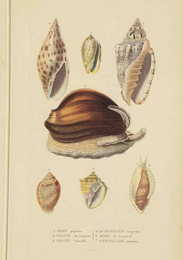 Reproducción/Reproduction 9368450893: Dictionnaire classique des sciences naturelles :. Brussels :Meline, Cans et Ce.,1853.