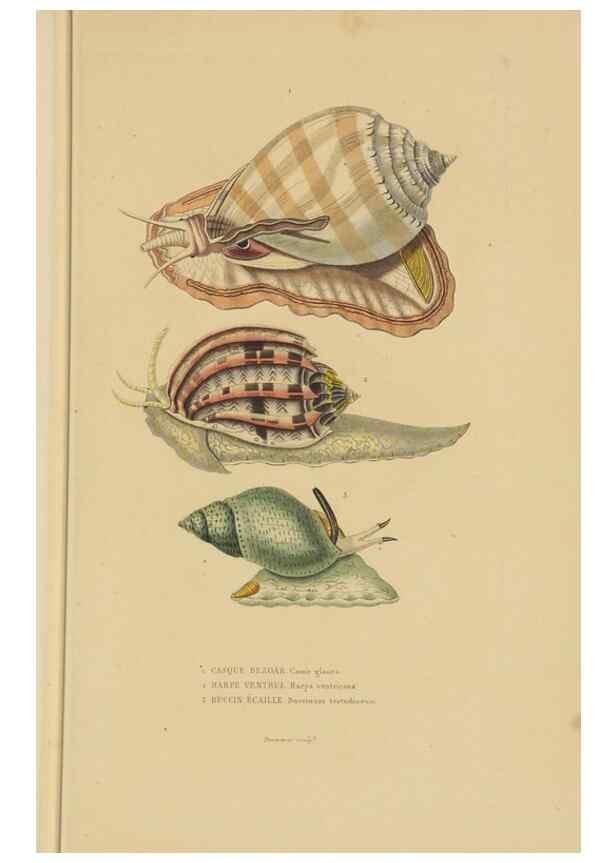 Reproducción/Reproduction 9371230966: Dictionnaire classique des sciences naturelles :. Brussels :Meline, Cans et Ce.,1853.