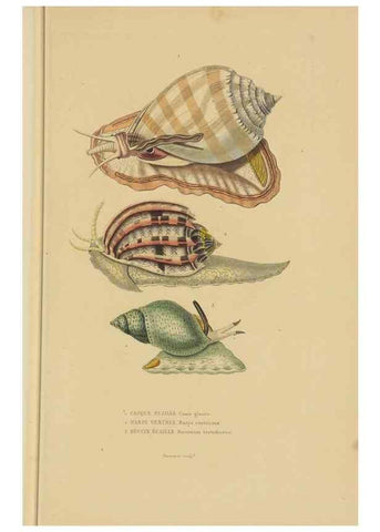 Reproducción/Reproduction 9371230966: Dictionnaire classique des sciences naturelles :. Brussels :Meline, Cans et Ce.,1853.