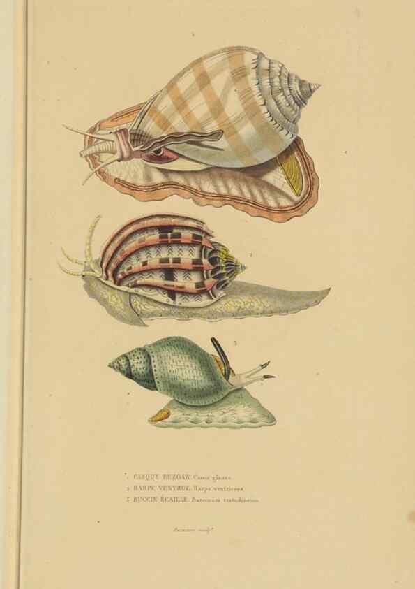 Reproducción/Reproduction 9371230966: Dictionnaire classique des sciences naturelles :. Brussels :Meline, Cans et Ce.,1853.