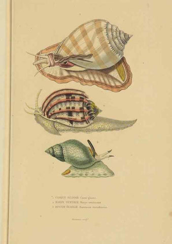Reproducción/Reproduction 9371230966: Dictionnaire classique des sciences naturelles :. Brussels :Meline, Cans et Ce.,1853.
