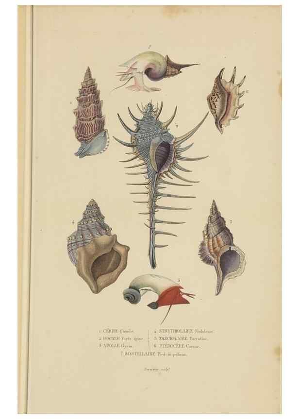Reproducción/Reproduction 9371231940: Dictionnaire classique des sciences naturelles :. Brussels :Meline, Cans et Ce.,1853.