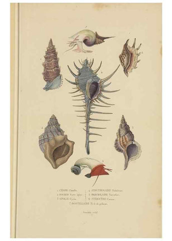 Reproducción/Reproduction 9371231940: Dictionnaire classique des sciences naturelles :. Brussels :Meline, Cans et Ce.,1853.