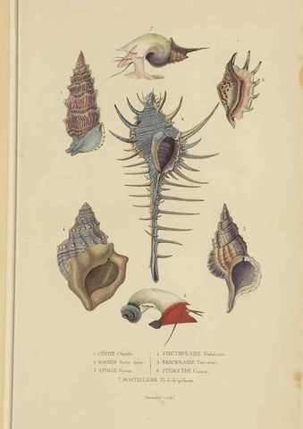Reproducción/Reproduction 9371231940: Dictionnaire classique des sciences naturelles :. Brussels :Meline, Cans et Ce.,1853.