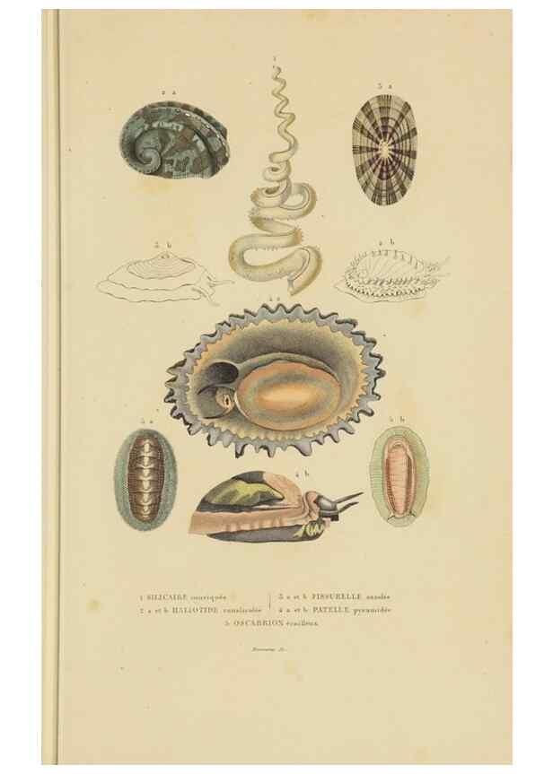 Reproducción/Reproduction 9368453609: Dictionnaire classique des sciences naturelles :. Brussels :Meline, Cans et Ce.,1853.