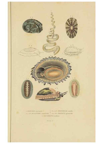 Reproducción/Reproduction 9368453609: Dictionnaire classique des sciences naturelles :. Brussels :Meline, Cans et Ce.,1853.