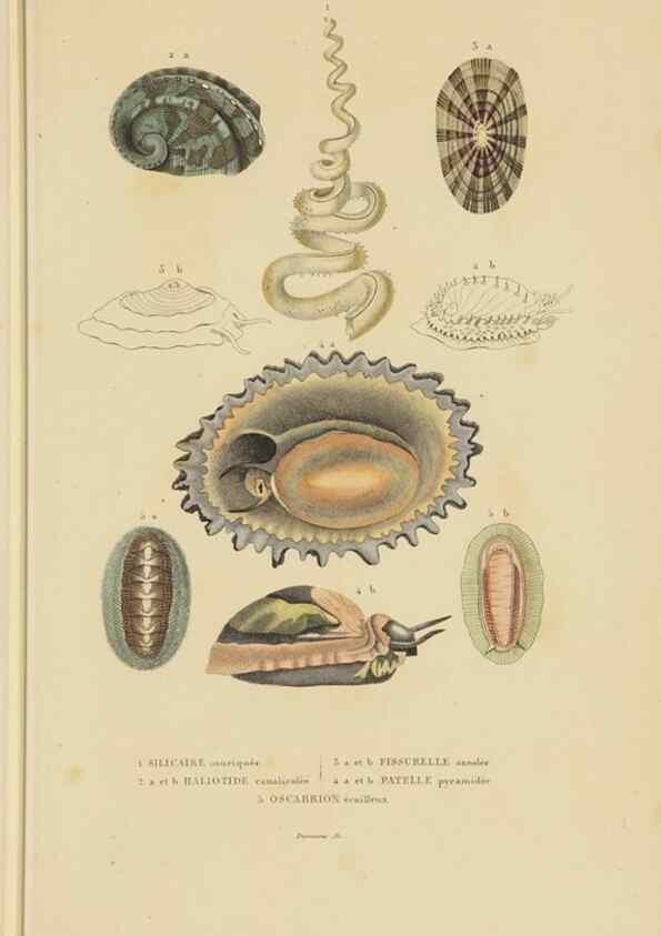 Reproducción/Reproduction 9368453609: Dictionnaire classique des sciences naturelles :. Brussels :Meline, Cans et Ce.,1853.