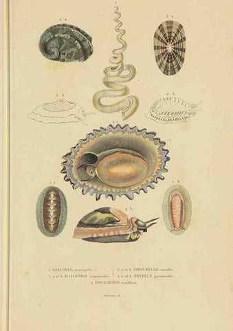 Reproducción/Reproduction 9368453609: Dictionnaire classique des sciences naturelles :. Brussels :Meline, Cans et Ce.,1853.