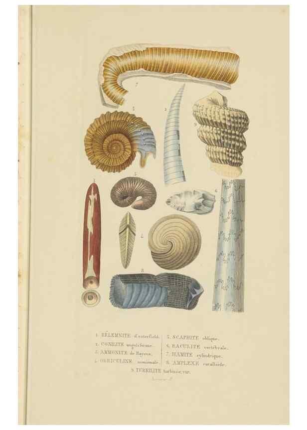 Reproducción/Reproduction 9368447199: Dictionnaire classique des sciences naturelles :. Brussels :Meline, Cans et Ce.,1853.