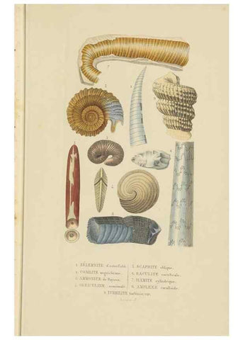 Reproducción/Reproduction 9368447199: Dictionnaire classique des sciences naturelles :. Brussels :Meline, Cans et Ce.,1853.