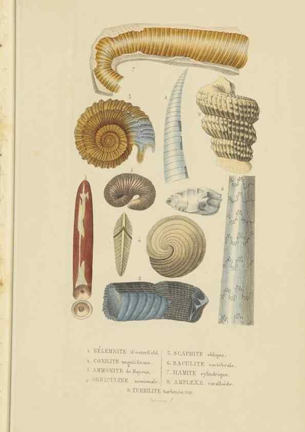 Reproducción/Reproduction 9368447199: Dictionnaire classique des sciences naturelles :. Brussels :Meline, Cans et Ce.,1853.