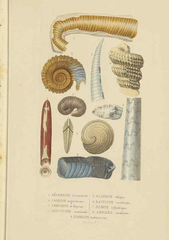 Reproducción/Reproduction 9368447199: Dictionnaire classique des sciences naturelles :. Brussels :Meline, Cans et Ce.,1853.