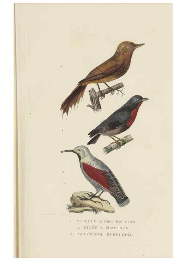 Reproducción/Reproduction 9368403515: Dictionnaire classique des sciences naturelles :. Brussels :Meline, Cans et Ce.,1853.