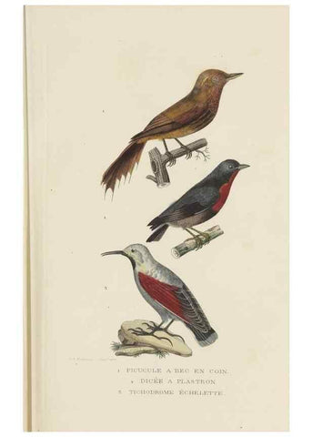 Reproducción/Reproduction 9368403515: Dictionnaire classique des sciences naturelles :. Brussels :Meline, Cans et Ce.,1853.