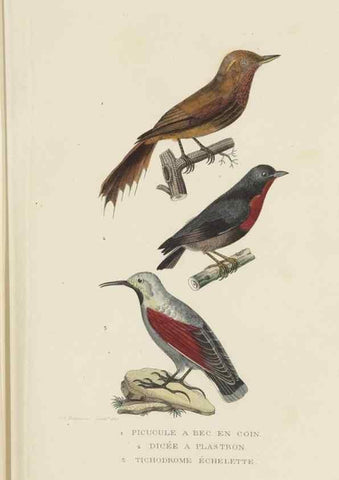 Reproducción/Reproduction 9368403515: Dictionnaire classique des sciences naturelles :. Brussels :Meline, Cans et Ce.,1853.