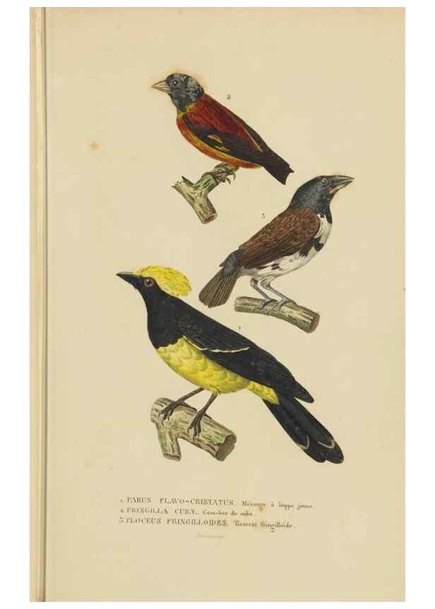 Reproducción/Reproduction 9371180738: Dictionnaire classique des sciences naturelles :. Brussels :Meline, Cans et Ce.,1853.