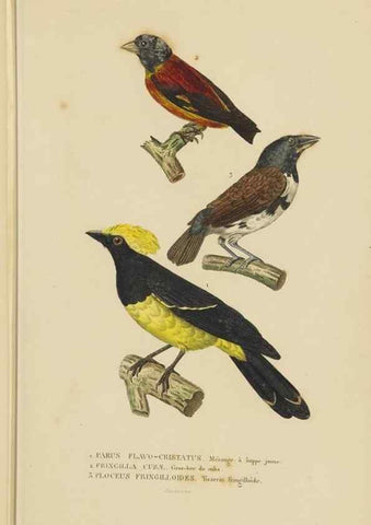 Reproducción/Reproduction 9371180738: Dictionnaire classique des sciences naturelles :. Brussels :Meline, Cans et Ce.,1853.