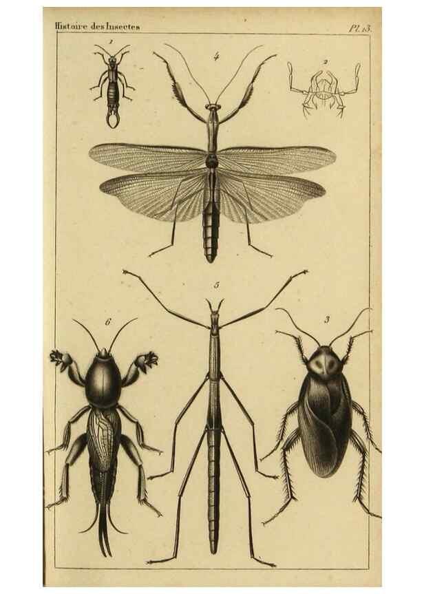 Reproducción/Reproduction 9319152441: Histoire des insectes,. Paris,Firmin Didot frères,1845.