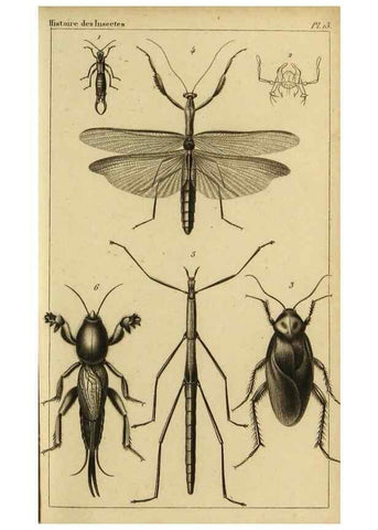 Reproducción/Reproduction 9319152441: Histoire des insectes,. Paris,Firmin Didot frères,1845.