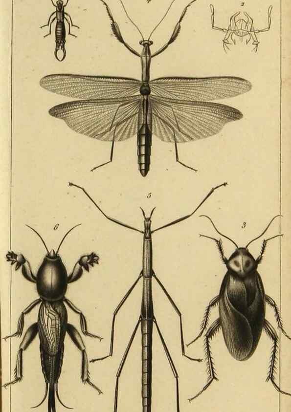 Reproducción/Reproduction 9319152441: Histoire des insectes,. Paris,Firmin Didot frères,1845.