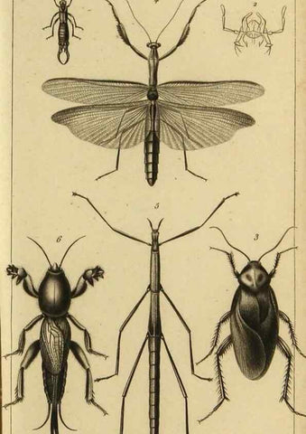 Reproducción/Reproduction 9319152441: Histoire des insectes,. Paris,Firmin Didot frères,1845.