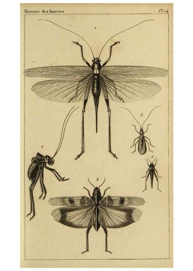 Reproducción/Reproduction 9319153153: Histoire des insectes,. Paris,Firmin Didot frères,1845.
