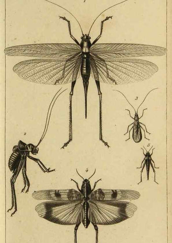 Reproducción/Reproduction 9319153153: Histoire des insectes,. Paris,Firmin Didot frères,1845.