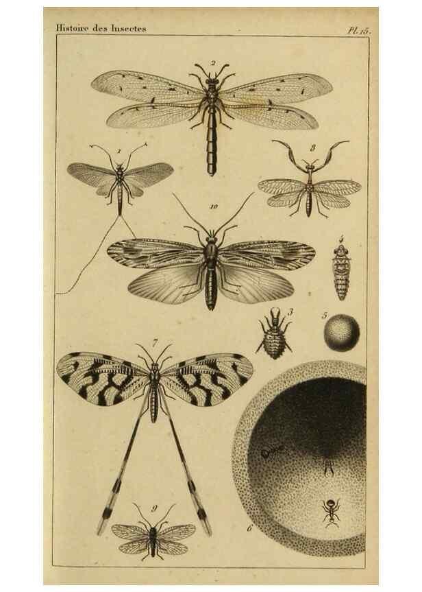 Reproducción/Reproduction 9321945612: Histoire des insectes,. Paris,Firmin Didot frères,1845.