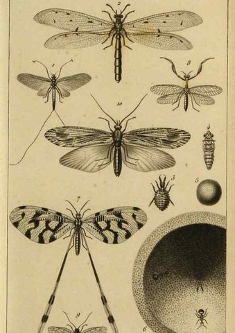 Reproducción/Reproduction 9321945612: Histoire des insectes,. Paris,Firmin Didot frères,1845.