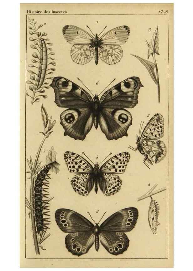 Reproducción/Reproduction 9321946466: Histoire des insectes,. Paris,Firmin Didot frères,1845.
