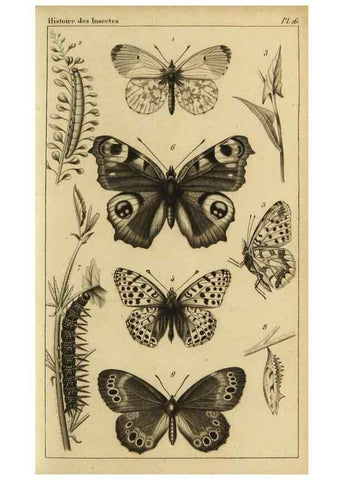Reproducción/Reproduction 9321946466: Histoire des insectes,. Paris,Firmin Didot frères,1845.