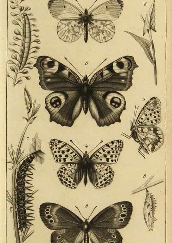 Reproducción/Reproduction 9321946466: Histoire des insectes,. Paris,Firmin Didot frères,1845.