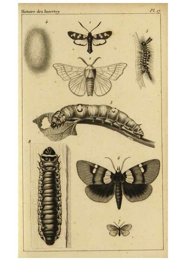 Reproducción/Reproduction 9321947290: Histoire des insectes,. Paris,Firmin Didot frères,1845.