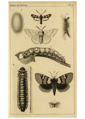 Reproducción/Reproduction 9321947290: Histoire des insectes,. Paris,Firmin Didot frères,1845.