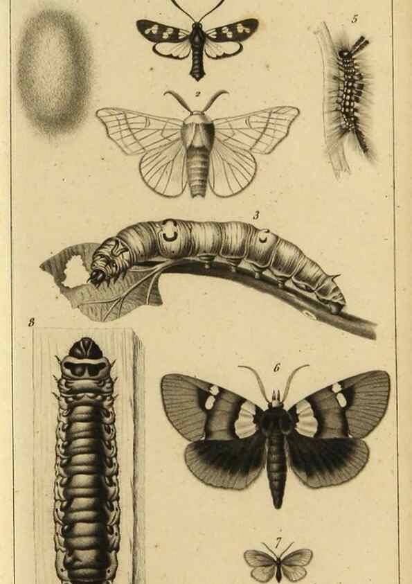 Reproducción/Reproduction 9321947290: Histoire des insectes,. Paris,Firmin Didot frères,1845.