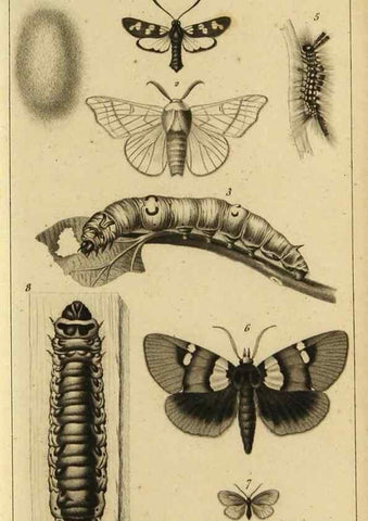 Reproducción/Reproduction 9321947290: Histoire des insectes,. Paris,Firmin Didot frères,1845.