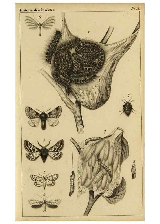 Reproducción/Reproduction 9319156463: Histoire des insectes,. Paris,Firmin Didot frères,1845.
