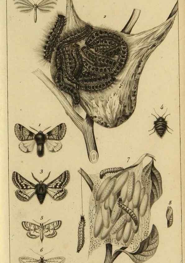 Reproducción/Reproduction 9319156463: Histoire des insectes,. Paris,Firmin Didot frères,1845.