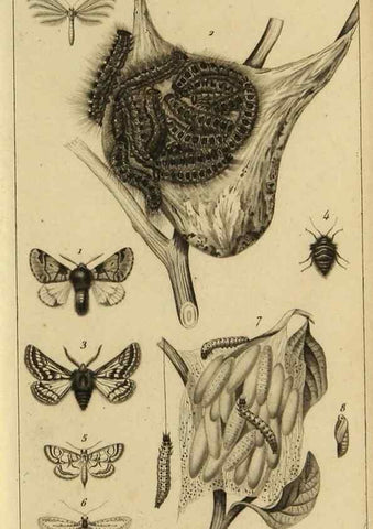Reproducción/Reproduction 9319156463: Histoire des insectes,. Paris,Firmin Didot frères,1845.