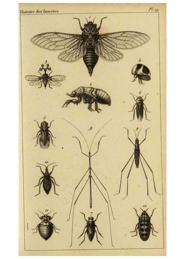 Reproducción/Reproduction 9319157271: Histoire des insectes,. Paris,Firmin Didot frères,1845.