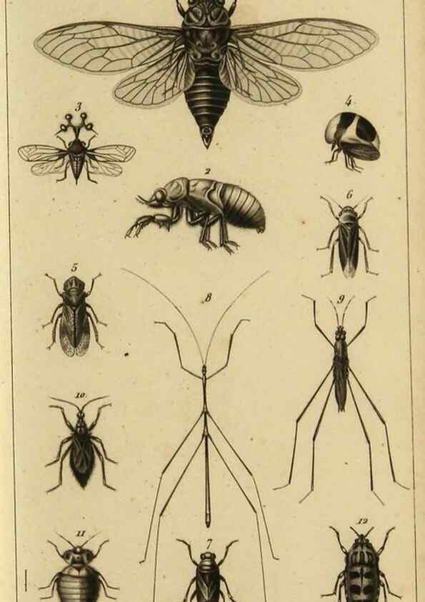 Reproducción/Reproduction 9319157271: Histoire des insectes,. Paris,Firmin Didot frères,1845.