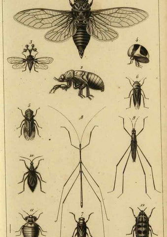 Reproducción/Reproduction 9319157271: Histoire des insectes,. Paris,Firmin Didot frères,1845.