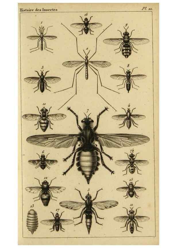 Reproducción/Reproduction 9321949698: Histoire des insectes,. Paris,Firmin Didot frères,1845.