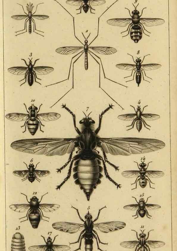 Reproducción/Reproduction 9321949698: Histoire des insectes,. Paris,Firmin Didot frères,1845.