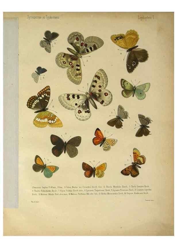 Reproducción/Reproduction 9341611081: Cheshuekrylyi͡a (Lepidoptera). S.-Peterburg,Imp. ob-vo li͡ubiteleĭ estestvoznanii͡a,1874.