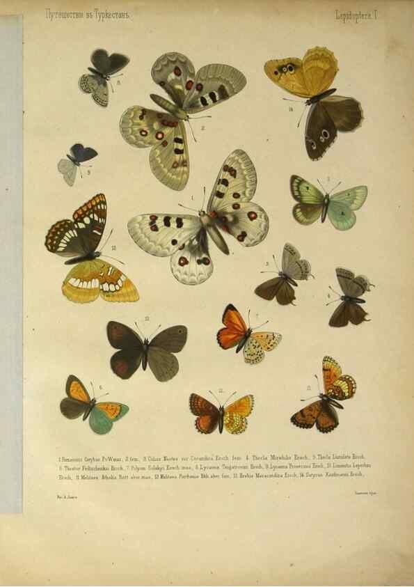 Reproducción/Reproduction 9341611081: Cheshuekrylyi͡a (Lepidoptera). S.-Peterburg,Imp. ob-vo li͡ubiteleĭ estestvoznanii͡a,1874.