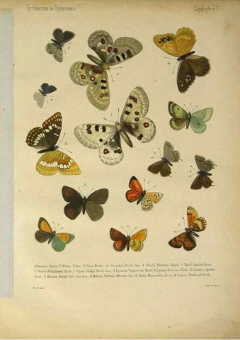 Reproducción/Reproduction 9341611081: Cheshuekrylyi͡a (Lepidoptera). S.-Peterburg,Imp. ob-vo li͡ubiteleĭ estestvoznanii͡a,1874.