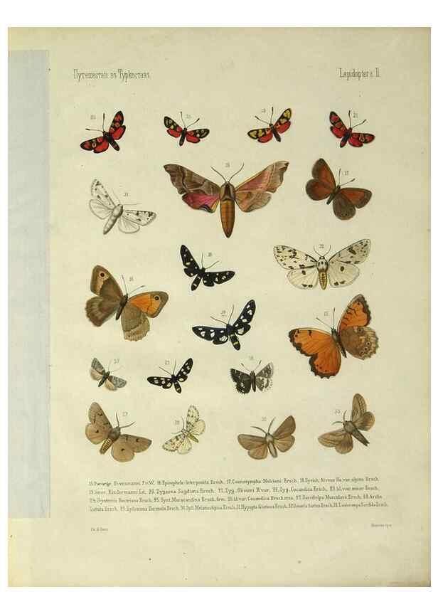 Reproducción/Reproduction 9341612199: Cheshuekrylyi͡a (Lepidoptera). S.-Peterburg,Imp. ob-vo li͡ubiteleĭ estestvoznanii͡a,1874.